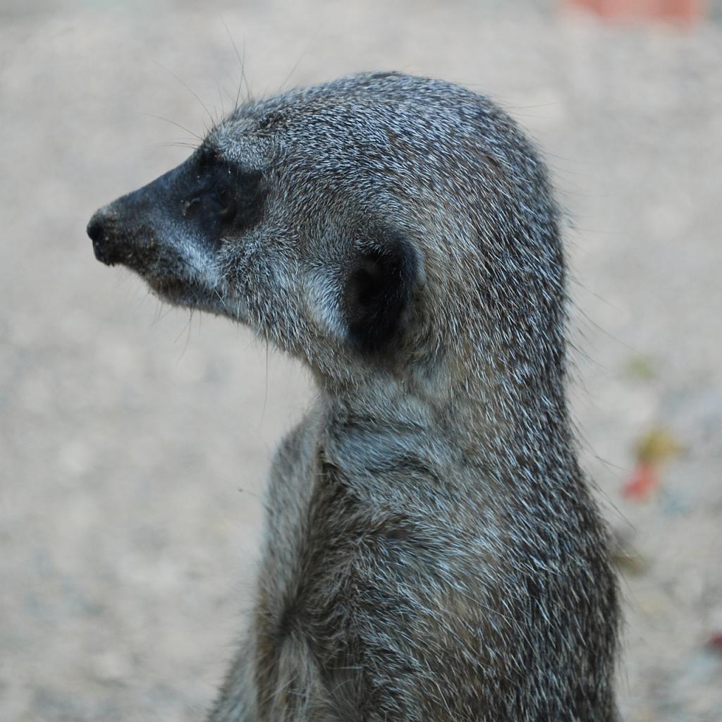 DSC_0042.jpg